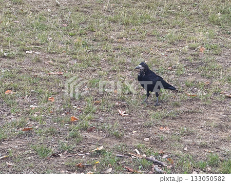 Black crow standing on grass in a quiet park. Wild nature, solitude, and observation of life through still moments of urban wildlife. Black crow standing on grass in a quiet park. Wild nature, solitude, and observation of life through still moments of urban wildlife. 133050582