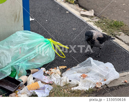 Crow standing near plastic garbage bag on pavement. Environmental pollution, human waste and wildlife adaptation in city. 133050616