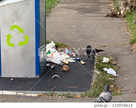 Crow eating food near recycling bin on street. Urban wildlife, litter problem, and human environmental impact theme. 133050618