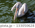 コシベニペリカン 133050628
