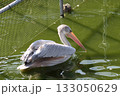 コシベニペリカン 133050629