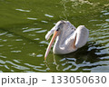 コシベニペリカン 133050630