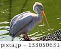 コシベニペリカン 133050631
