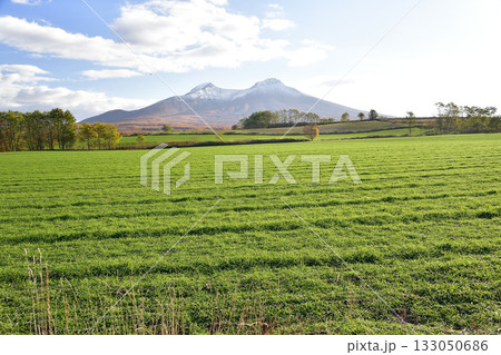 初冬の北海道森町で芽を出してきた秋まき小麦畑と冠雪の駒ヶ岳の風景を撮影 133050686