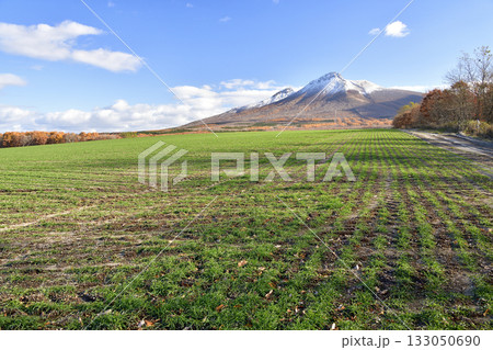 初冬の北海道森町で芽を出してきた秋まき小麦畑と冠雪の駒ヶ岳の風景を撮影 133050690