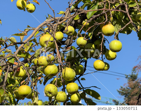 Apple tree with ripe fruits on sunny day in Serbia. Seasonal growth, agriculture, and natural beauty of countryside life. 133050711