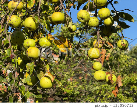 Green apples hanging from tree branch in Serbia. Natural harvest, rural tranquility, and seasonal connection between growth, abundance, and landscape. 133050712