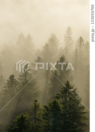 Beautiful mountain landscape in fall with colorful trees and white fog , aerial view . Misty forest Beautiful mountain landscape in fall with colorful trees and white fog , aerial view . Misty forest 133050760