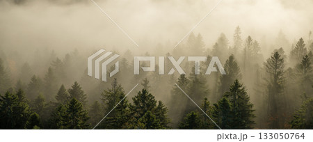 Beautiful mountain landscape in fall with colorful trees and white fog , aerial view . Misty forest Beautiful mountain landscape in fall with colorful trees and white fog , aerial view . Misty forest 133050764