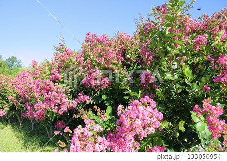 鮮やか イッサイサルスベリの花 鮮やか イッサイサルスベリの花 133050954