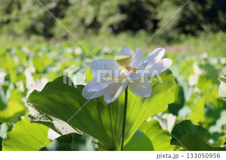 爽やか　ハスの花 133050956