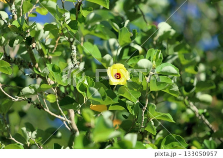 明るい ハマボウの花 明るい ハマボウの花 133050957
