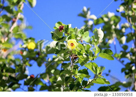 明るい　ハマボウの花 133050958