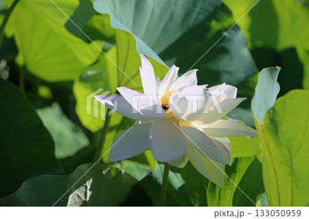爽やか　ハスの花 133050959