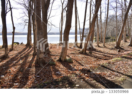 晩秋の北海道七飯町で大沼湖畔の風景を撮影 133050966