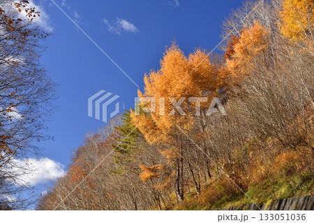 晩秋の北海道七飯町で紅葉のカラ松と青空の風景を撮影 133051036