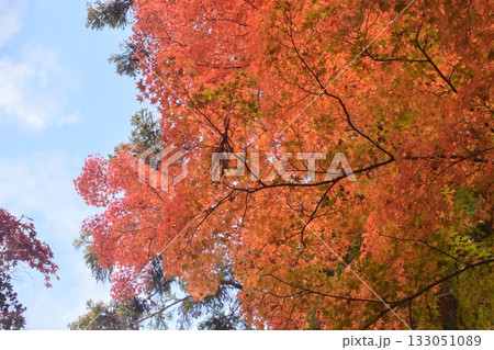 瑞宝寺公園 瑞宝寺公園 133051089