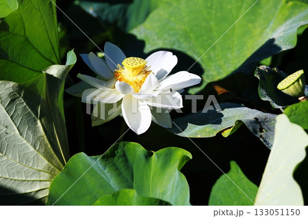 爽やか ハスの花 爽やか ハスの花 133051150