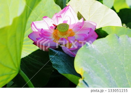 爽やか　ハスの花 133051155