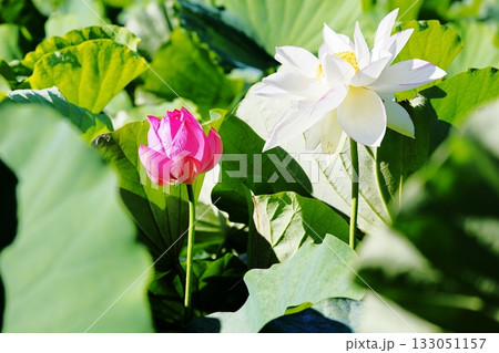 可愛い ハスの花 蕾 可愛い ハスの花 蕾 133051157