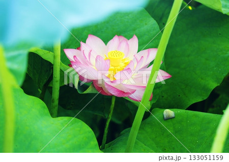 爽やか　ハスの花 133051159