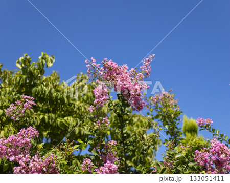 鮮やかな百日紅の花 鮮やかな百日紅の花 133051411
