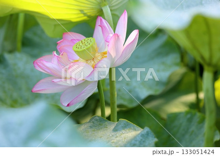 爽やか　ハスの花 133051424