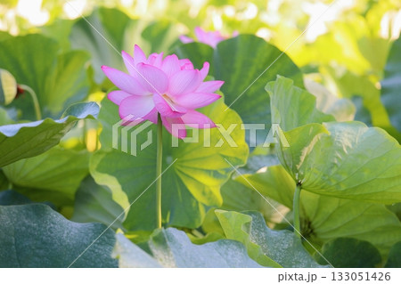 爽やか　ハスの花 133051426
