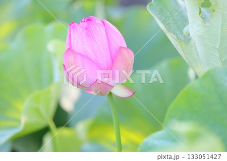 可愛い　ハスの花 133051427