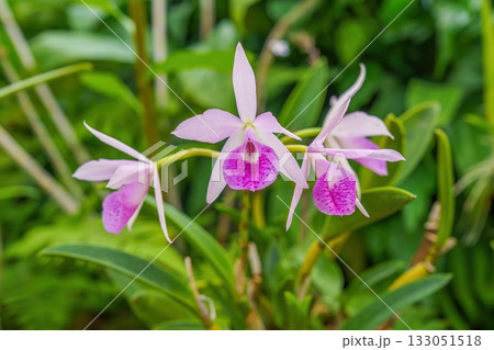 ひっそりと咲く満開のピンクのマイカイマユミの花 ひっそりと咲く満開のピンクのマイカイマユミの花 133051518