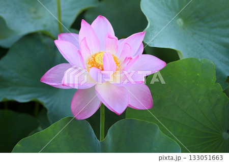 爽やか　ハスの花 133051663