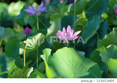 爽やか ハスの花 爽やか ハスの花 133051664
