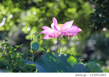 爽やか　ハスの花 133051665