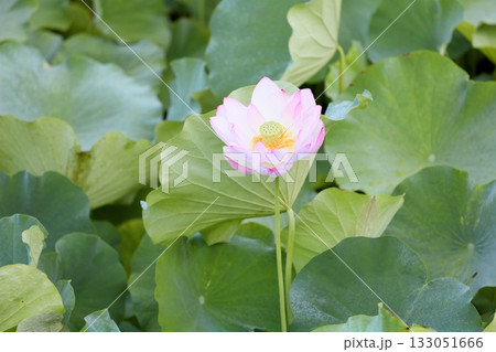 爽やか ハスの花 爽やか ハスの花 133051666