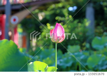 可愛い　ハスの花　蕾 133051670