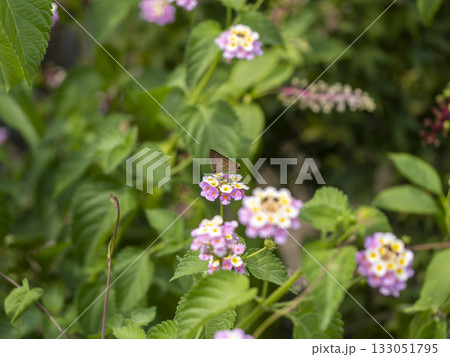ランタナの蜜を吸うイチモンジセセリ ランタナの蜜を吸うイチモンジセセリ 133051795