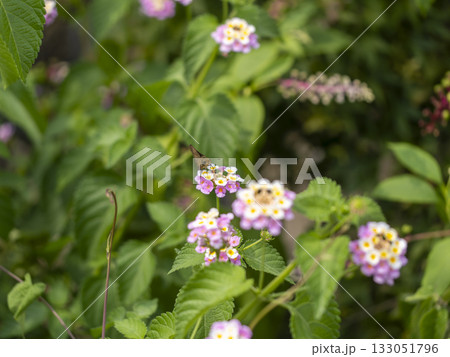 ランタナの蜜を吸うイチモンジセセリ ランタナの蜜を吸うイチモンジセセリ 133051796