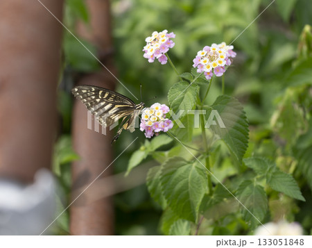ランタナの蜜を吸うナミアゲハ ランタナの蜜を吸うナミアゲハ 133051848