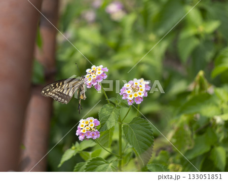 ランタナの蜜を吸うナミアゲハ 133051851
