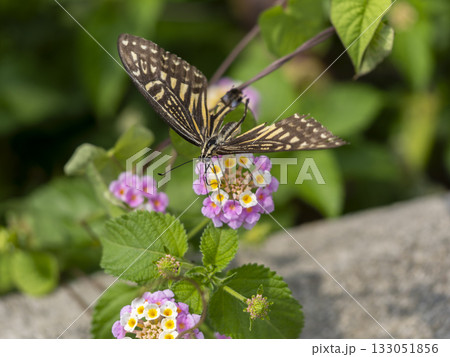 ランタナの蜜を吸うナミアゲハ ランタナの蜜を吸うナミアゲハ 133051856