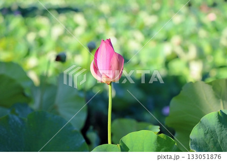 可愛い ハスの花 蕾 可愛い ハスの花 蕾 133051876