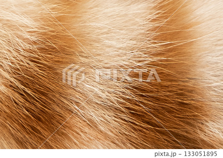 natural wool spotted tabby cat background natural wool spotted tabby cat background 133051895