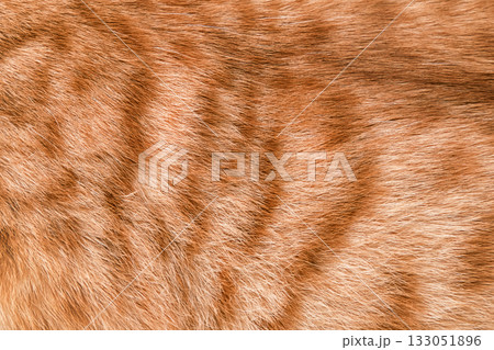 natural wool spotted tabby cat background natural wool spotted tabby cat background 133051896