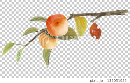 水彩で描いた柿の実 133051923