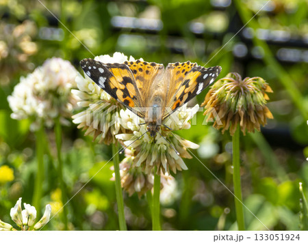 花の蜜を吸うヒメアカタテハ 133051924