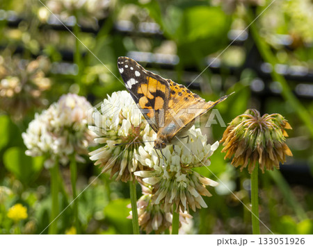 花の蜜を吸うヒメアカタテハ 133051926