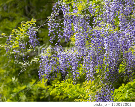満開に咲いたヤマフジ 133052002