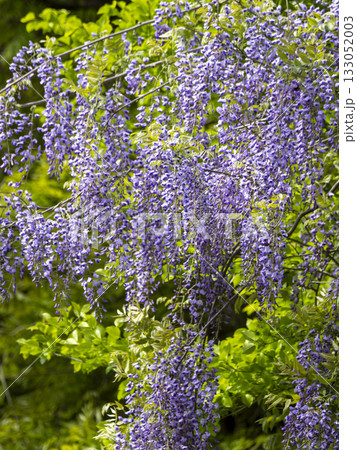 満開に咲いたヤマフジ 133052003