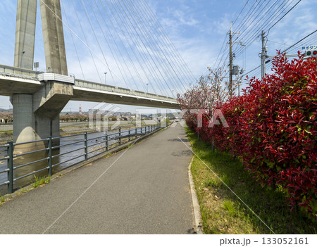 堤防沿いのベニカナメモチと八重桜 堤防沿いのベニカナメモチと八重桜 133052161