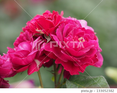 薔薇園にピンク色の薔薇の花が咲いていました 133052382